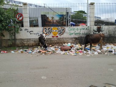Bangalore, Karnataka / Hindistan-Ekim 15 2020: Kapanış ve Şehir Yol Kenarı 'nda Çöp Yiyen İnekler Grubu