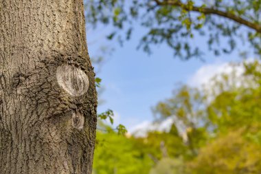 Mavi gökyüzü ile yeşil orman arka plan ağaç gövdesinde