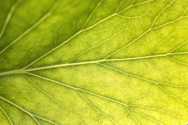 Zielony Liść Jako Naturalne Tło — Zdjęcie stockowe