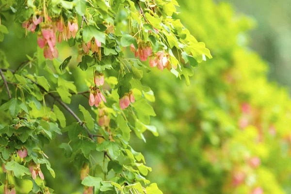 Sommer Natürlichen Hintergrund Mit Grünem Baum — Stockfoto