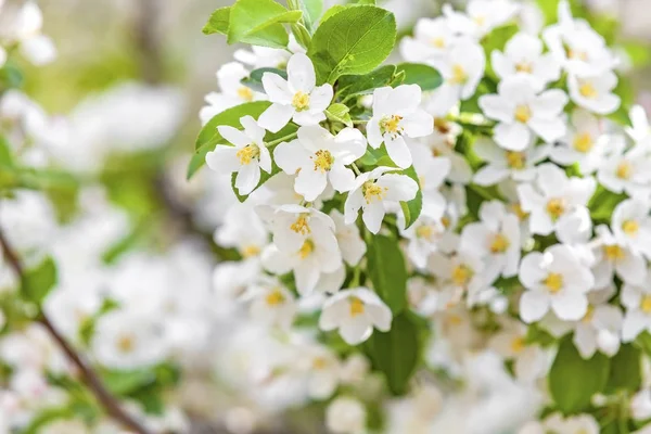 Lente Bloesem Boom Als Natuurlijke Achtergrond — Stockfoto