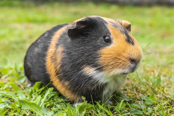 A sweet little fat pig enjoying the grass