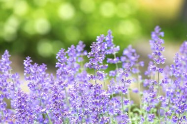 Soyut menekşe çiçek Salvia nemorosa güneşli bir yaz sezonu başında.