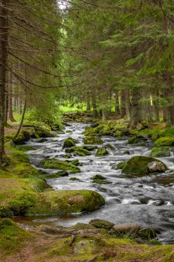 Şelale üzerinde dağ dere Milli Parkı Sumava-Çek Cumhuriyeti 