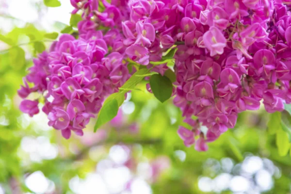 Abstrakte Blühende Rosa Akazienblüten Robinie Viscosa — Stockfoto