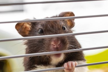 Şirin komik Suriye hamster kafes dışına arıyorsunuz