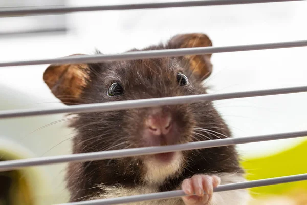 Cute Funny Syrian Hamster Looking Out Cage — Stock Photo, Image