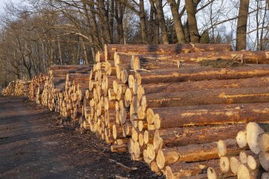 Bir orman yolu düzenlenen odun yığını.