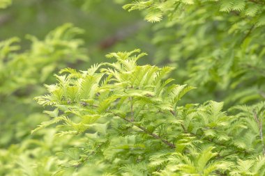 Yeşil dallar ve yapraklar altın acele, şafak Redwood, Metasequoia glyptostroboides