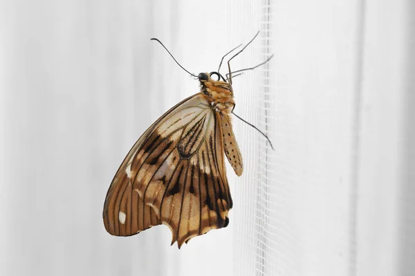 Tropical Butterfly Wall — Stock Photo, Image