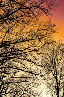 Ağaç dalları ile renkli gökyüzü günbatımı silüeti. Doğa arka plan