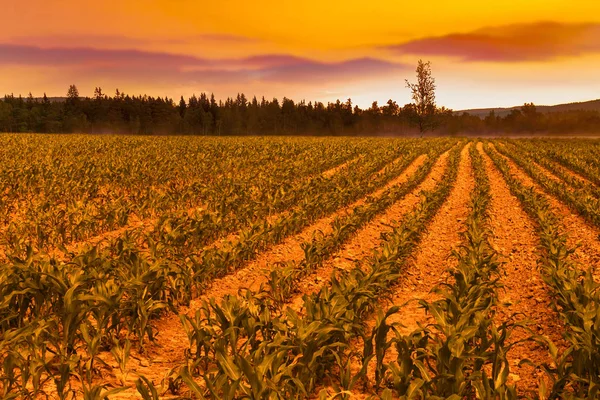 Nascer Sol Sobre Campo Milho — Fotografia de Stock