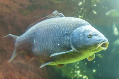 Güzel temiz su birikintisi içinde yüzmeye tatlı su balığı sazan (Cyprinus carpio)