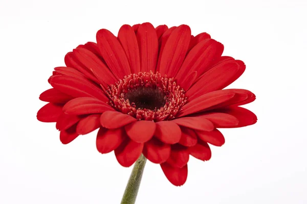 Gerbera Rosso Fiore Primo Piano Isolato Sfondo Bianco — Foto Stock