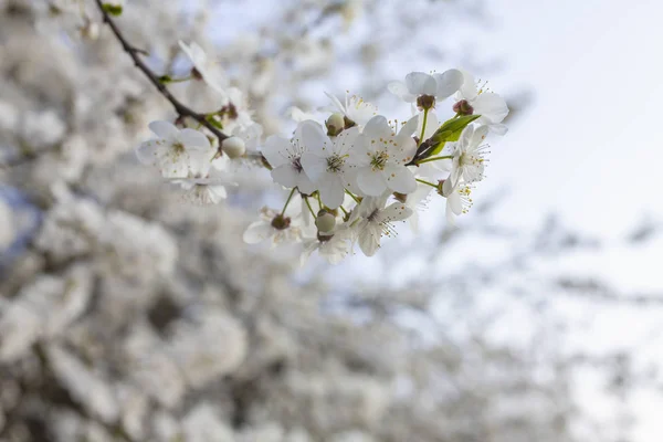 Eine Nahaufnahme Weißer Frühlingskirschblüten Voller Blüte Auf Einem Ast — Stockfoto