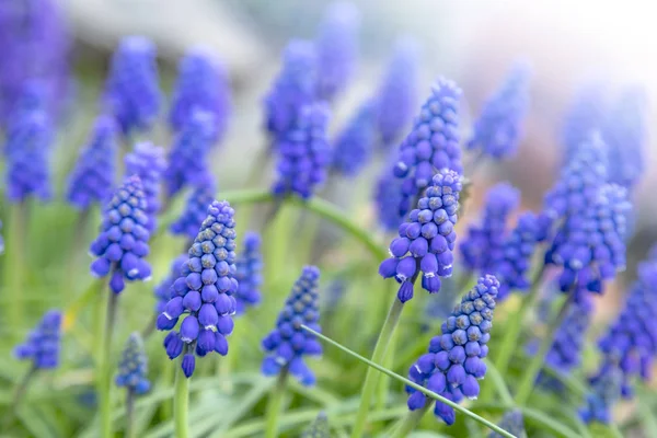 Eine Gruppe Blauer Blüten Der Traubenhyazinthe Frühling Garten — Stockfoto