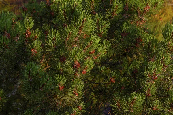 Zweige Grüner Kiefern Schließen Sich Als Natürlicher Hintergrund — Stockfoto