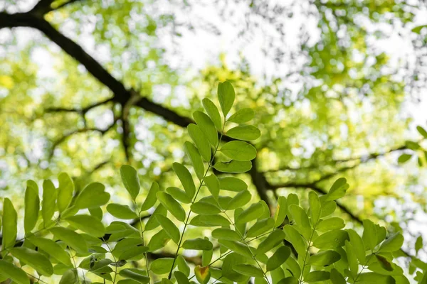Grüne Blätter Auf Natürlichem Verschwommenem Hintergrund — Stockfoto