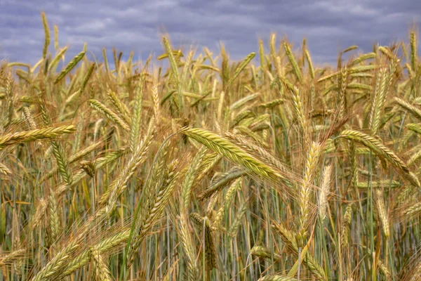 Barley ears ground view against the blue sky