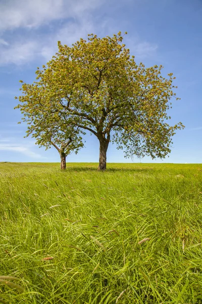 Voorjaarslandschap Bomen Blauwe Lucht — Stockfoto