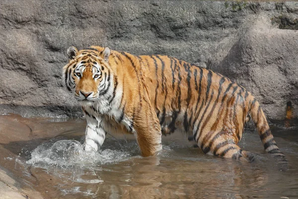 Gros Tigre Sibérien Dans Eau — Photo