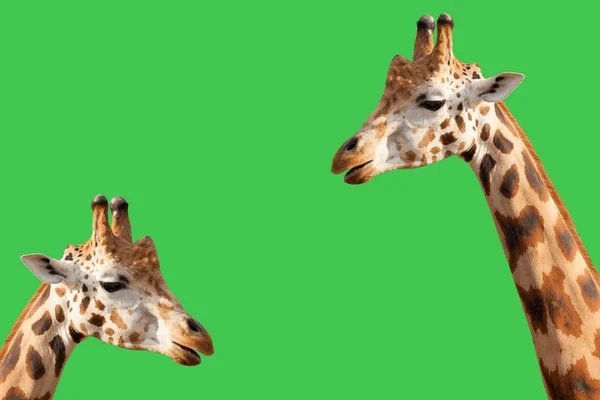 Портрет Двох Жирафів Зеленому Тлі — стокове фото