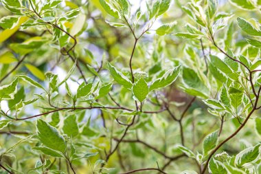 Yaz yeşil ağaçlı doğal arka plan