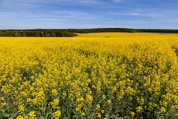 Field Rape Blue Sky — Stock Photo, Image