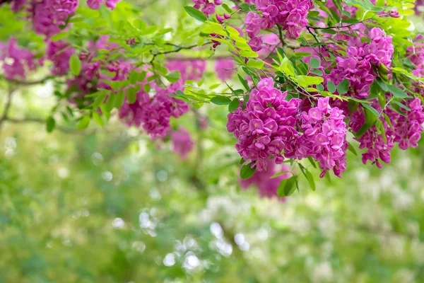 Abstrakte Blühende Rosa Akazienblüten Robinie Viscosa — Stockfoto