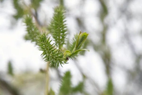 Grüne Knospen Zweig Frühling — Stockfoto