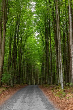 Ormandaki ülke yolu, Sumava Ulusal Parkı, Çek Cumhuriyeti