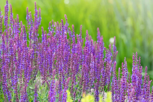 草原と開花に紫色の花 春の風景 — ストック写真