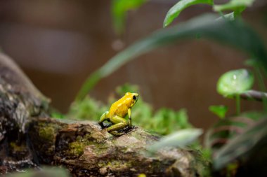 Yağmur ormanlarında altın zehirli dart kurbağası (Phylloates terribilis). Güney Amerika 'da yaşayan tropik kurbağa.