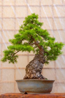Seramik bir tencerede yeşil bonsai ağacı