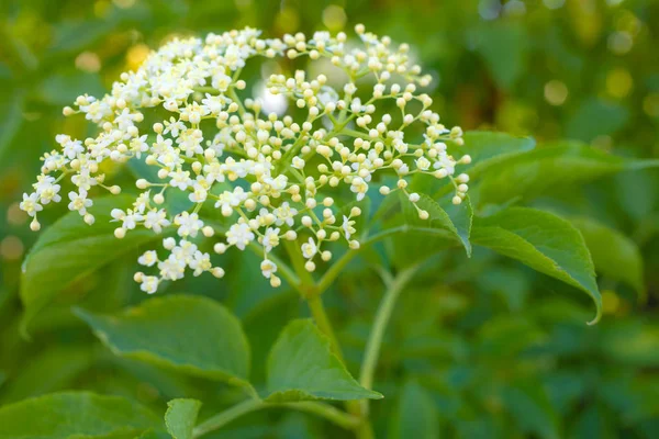 Holunderblüte Sambucus Nigra Als Natürlicher Hintergrund — Stockfoto