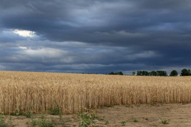 Dramatik mavi gökyüzüne karşı buğday tarlası