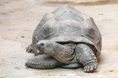 Aldabra dev kaplumbağası (Aldabrachelys dev kaplumbağa çayı)