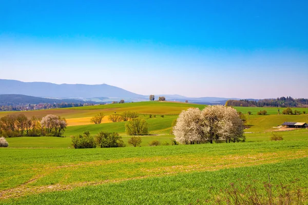 Wiew Transmitter Hohen Bogen Germany Coutryside Landscape Summer Season — Stock Photo, Image