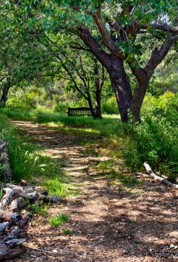 Meşe ağaçlarıyla kaplı ağaçlı patika baharda Güney Kaliforniya tepelerindeki bir park bankına çıkıyor. Benekli güneş, gölgeler ve ışık.