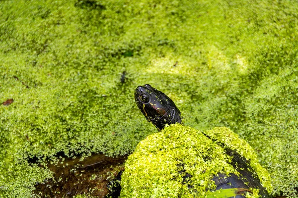 Żółw Suwakowy Czerwonymi Uszami Pokryty Zielonym Kaczątkiem Stawie Naturalnym Otoczeniu — Zdjęcie stockowe