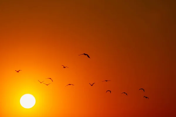 Silhouette of a flock of birds flying in an orange and yellow sky, with a glowing, yellow sun at sunset on the first day of fall at the wetlands in Huntington Beach, California.