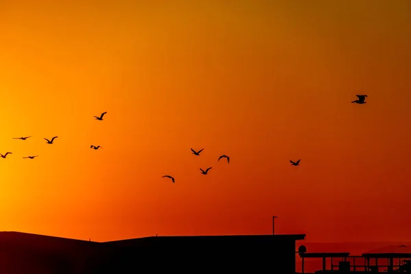 Silhouette of birds flying at sunset on the first day of fall at the Bolsa Chica Ecological Reserve in Huntington Beach, California.