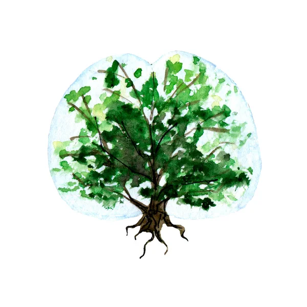 成長する知識の象徴として 緑の木の中に脳の形をした抽象水彩画図 — ストック写真