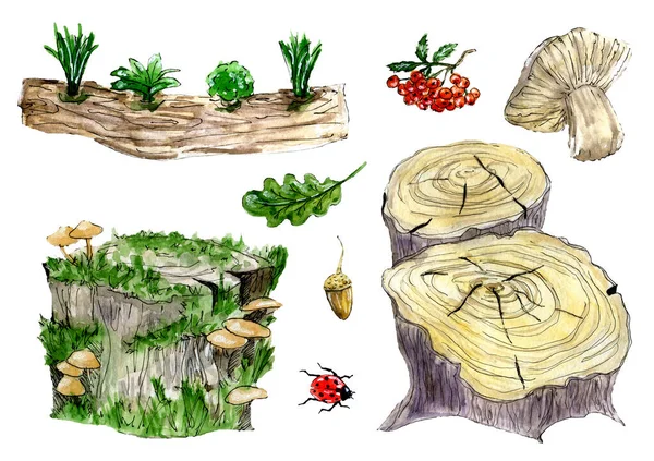 Aquarell Illustriert Mit Stümpfen Baumstamm Pilzen Ebereschen Marienkäfer Eichenblatt Und — Stockfoto
