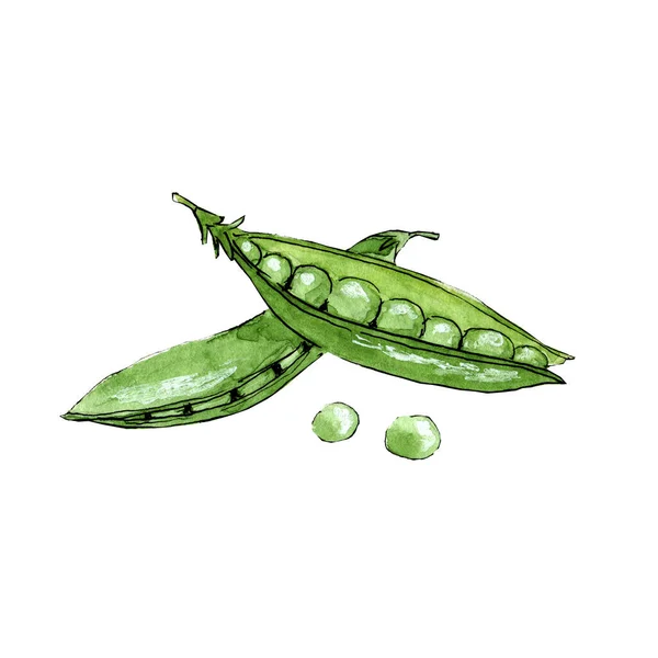 水彩画緑エンドウ豆のスケッチ300 Dpi — ストック写真