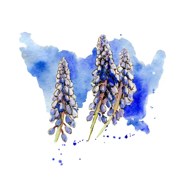 Illustrazione Acquerello Fiori Muscari Macchia Blu — Foto Stock