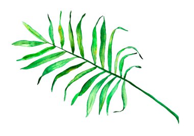 El çizimi suluboya palmiye yaprağı