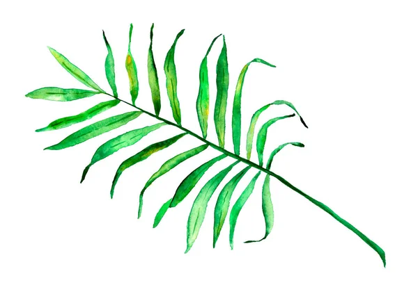 Hand drawn watercolor palm leaf — Stock Photo, Image