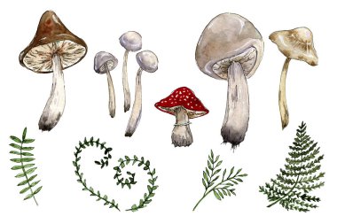 Orman mantarlarının suluboya çizimi ve biraz yaprak.