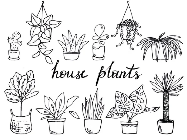 Handgezeichnete Illustration Mit Schwarz Weißen Zimmerpflanzen — Stockfoto